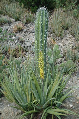 20060122110015   Catcus and Aloe Vera